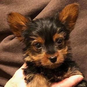 Meet your Posher, Randy